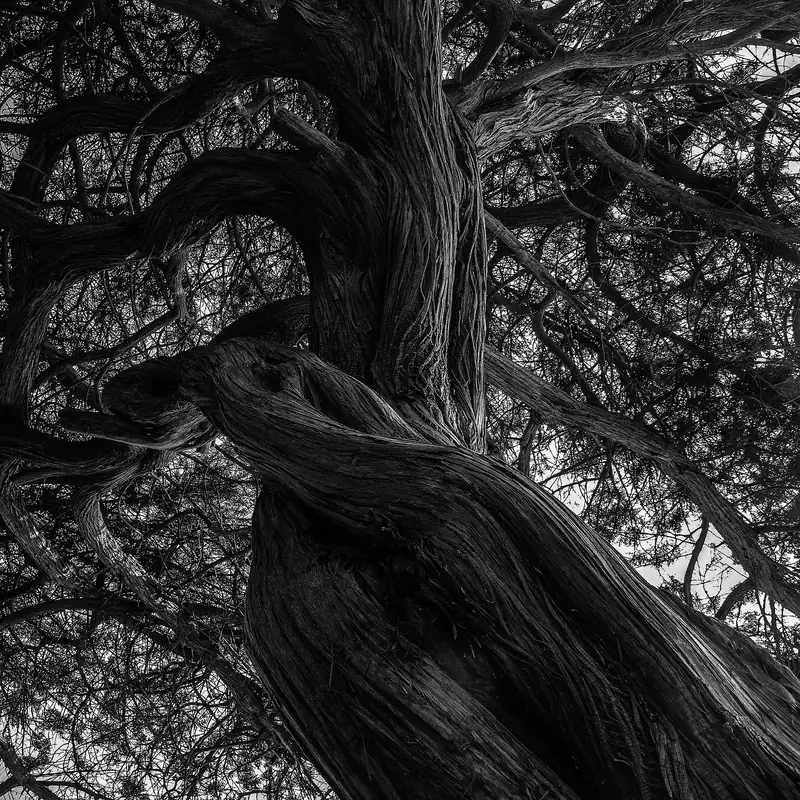 Tronc d'arbre noueux en noir et blanc